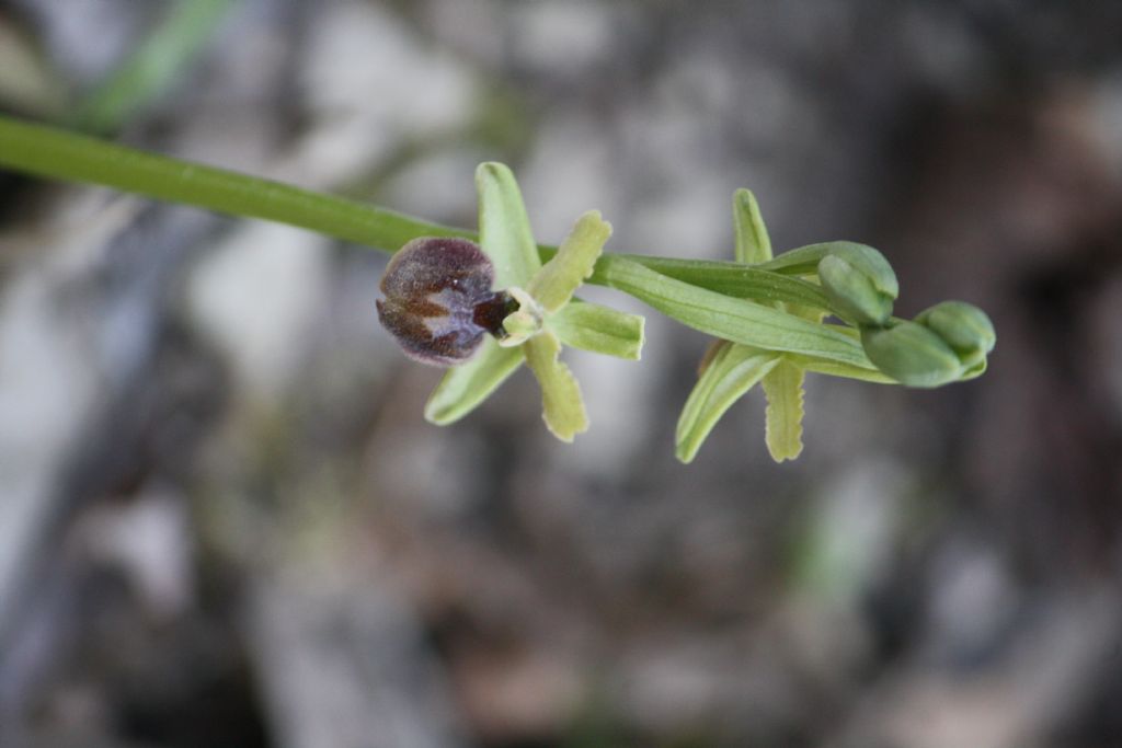 ophrys sphegodes classica